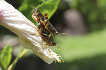 Two grasshoppers on white flower, appearing to be mating, showcasing natural behavior in garden setting with soft green background, evoking sense of nature reproduction and life cycle