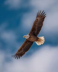 Obraz premium Bald Eagle soars high in the sky, a majestic symbol of freedom. 