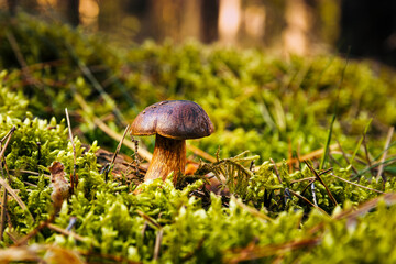 Pilz auf dem Wald Boden.