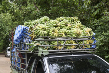 Truck loaded with fresh green banana bunches, conveying abundance and harvest, evoking sense of...