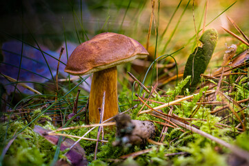 Pilz auf dem Wald Boden.