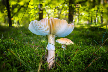 Pilz auf dem Wald Boden.