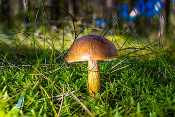 Pilz auf dem Wald Boden.
