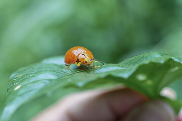 Tiny orange ladybug rests peacefully on vibrant green leaf, its delicate antennae twitching. insect appears curious and calm, symbol of nature simple beauty
