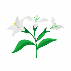a minimal vector art illustration of white lilies 