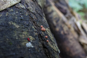 Tiny orange and red fungi sprout from rough bark of weathered tree, creating subtle yet captivating display of nature resilience and beauty in forest setting