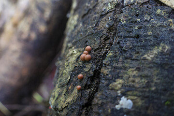 Close up of small, round, orange brown fungal fruiting bodies on rough tree bark, suggesting new growth and natural textures