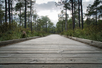Long wooden walkway through green forest under slightly cloudy sky