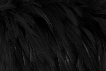 Beautiful black grey bird feathers pattern texture background.