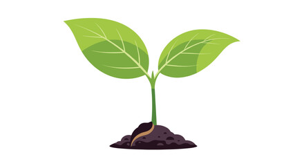 A young seedling pushing through the soil to grow into a healthy plant.