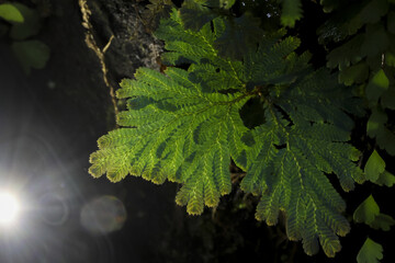 Lush green fern fronds unfurl, capturing sense of serene growth and natural beauty. delicate...