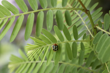 Ladybug rests on vibrant green leaf, displaying sense of calm and tranquility in nature embrace. Its delicate form contrasts with lush foliage, highlighting beauty of small creatures
