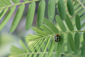 Ladybug rests on vibrant green leaf, showcasing its delicate beauty and intricate patterns. soft focus background highlights insect presence and natural environment
