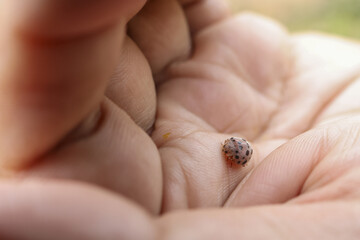 Tiny ladybug rests peacefully weathered, open palm, evoking sense of gentle wonder and delicate beauty of nature smallest creatures. This close up shot highlights intricate details of insect