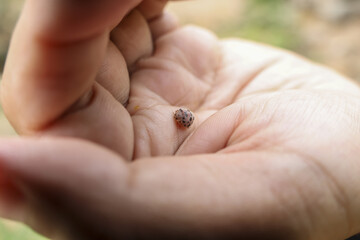 Close up of tiny, intricate seed held gently in person open hand, evoking sense of wonder and...