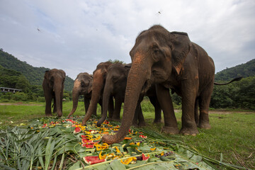 Happy herd of large Asian elephant eating buffet of fruit and vegetable at sanctuary. giant mammal enjoys peaceful meal in nature with mountain view in Asia