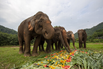 Peaceful herd of large Asian elephant eating colorful variety of fresh fruit and vegetable at sanctuary. Feeding time for wildlife in natural outdoor park in Asia