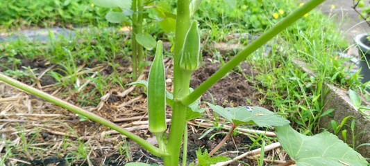 Harvesting okra in home garden natural growth vegetable cultivation green surroundings close-up view sustainable practices