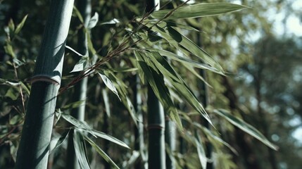 Fototapeta premium Lush green bamboo stalks and leaves