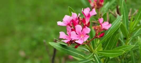 Fototapeta premium Vibrant pink flowers blooming in a lush green garden close-up photography nature's beauty