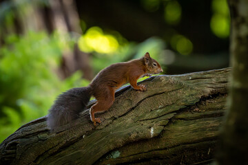 A red squirrel on a tree trunk in the September sunshine