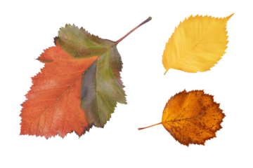 colorful autumn leaves isolated on a transparent background