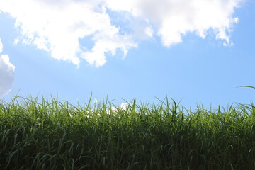 草の群生と雲が織りなす情景、風が運ぶ穏やかな秋の気配