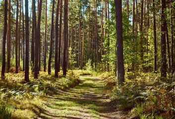 leśna droga © Marcin Łazarczyk