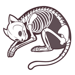 Cat skeleton curled up sleeping animal bone