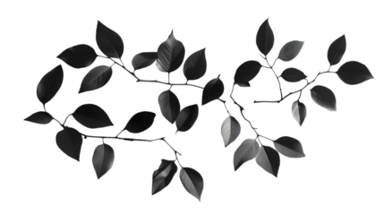 Monochrome leaf branches offer elegant natural textures for design, perfect for creative projects and adding subtle organic elements to backgrounds,isolated on white background.