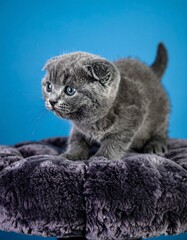 Gray kitten on plush platform