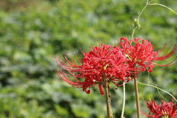 秋風に揺れる繊細な彼岸花が織りなす情景