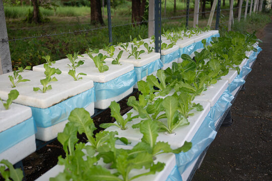 Fresh organic hydroponic lettuce growing in a foam box garden.