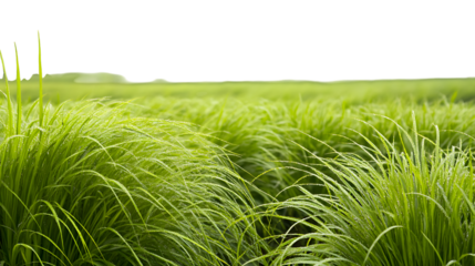 Lush vibrant green grass blades sparkling with morning dew drops creating a refreshing and natural scene,isolated on white background.