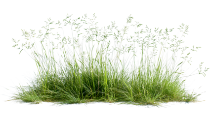 Lush green grass with delicate seed heads swaying gently, perfect for nature scenes and outdoor design projects,isolated on white background.
