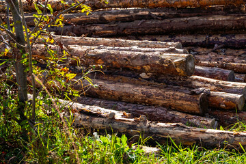 Old dry logs lying on the grass