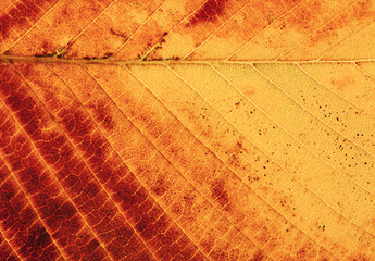autumn leaf close-up.