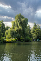 Weeping willow on the riverbank under a dramatic sky in idyllic nature