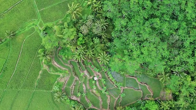The Beauty of Terraced Rice Fields in Mount Kawi Malang | Aerial Drone View
