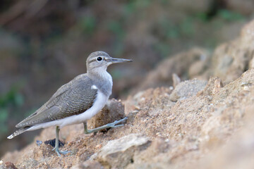 Brown Wading Bird Exploring Sandy Shore
