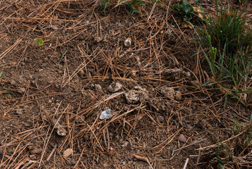 Cat poop in nature. Cat feces in nature.  Animal poop in a park. Animal poop in the yard
