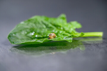 시금치 풀잎 위로 지나가는 달팽이 