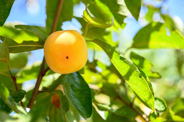 잘 익은 노란색 감 한개 
