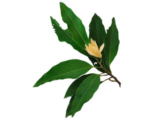 Tropical Magnolia champaca Flower with Lush Green Leaves Isolated on White