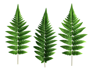 Three symmetrical green fern fronds on a stark black background