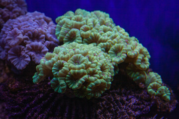 Coral Reef Aquarium Tank, Close-up of the underwater world