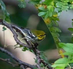 Black-throated Green Warbler