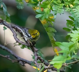 Black-throated Green Warbler