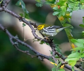 Black-throated Green Warbler