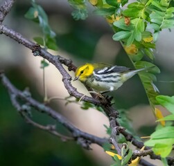 Black-throated Green Warbler
